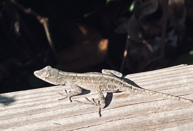 CAVORTING WITH CRITTERS AND CHUMMING WITH CHUMS – Retired and Rambling